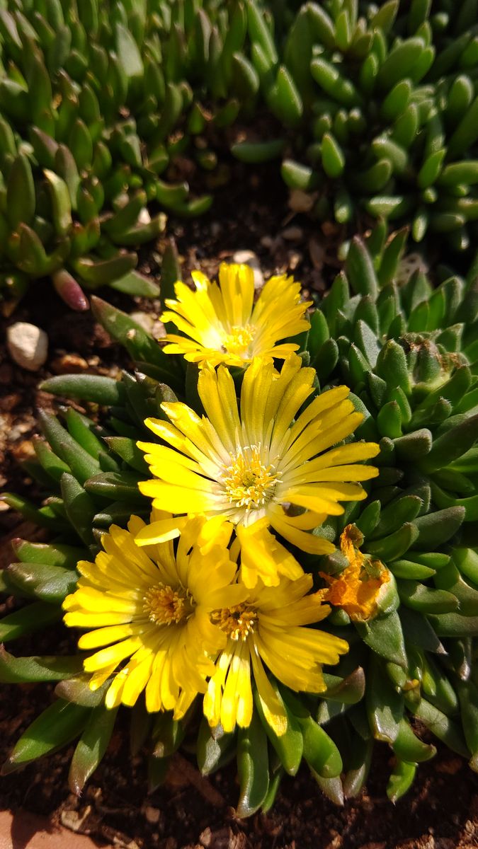 黄色💛のお花たち☺️