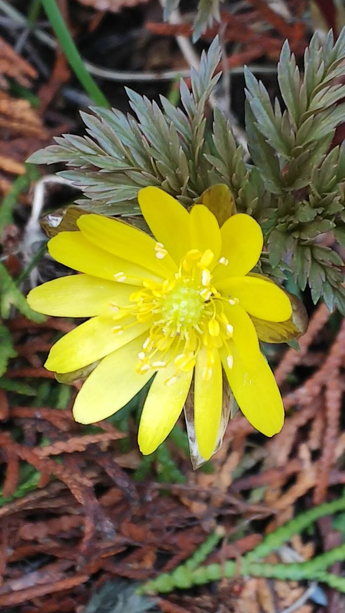 やっと春のお花が見えました🌺