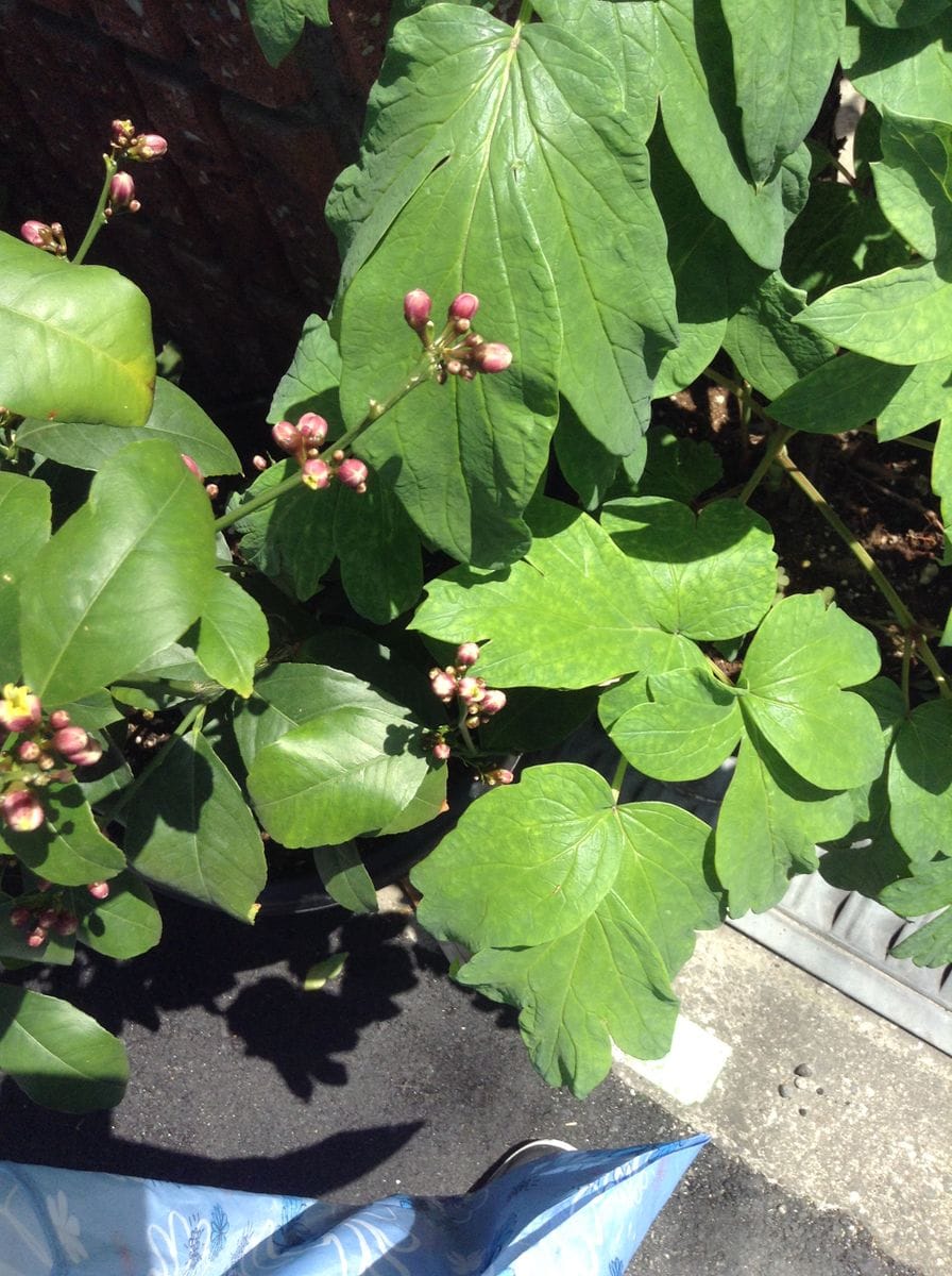 レモンの花芽です。