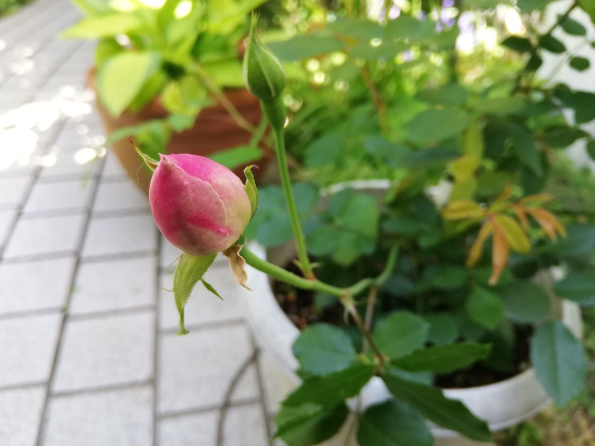 初めてのお花が咲きました💓