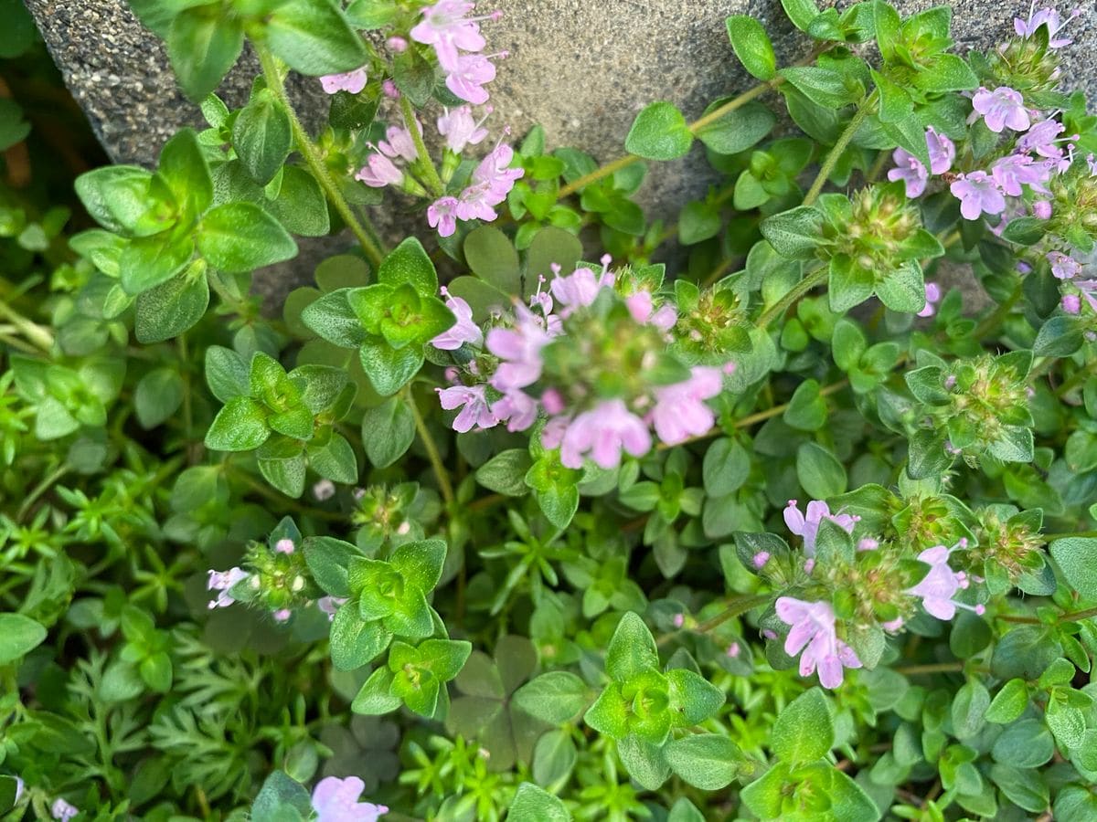 花の名前解ったぞーー💐