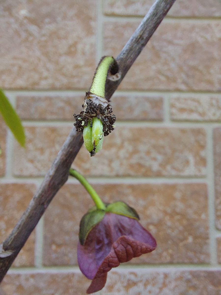 ポポーの花