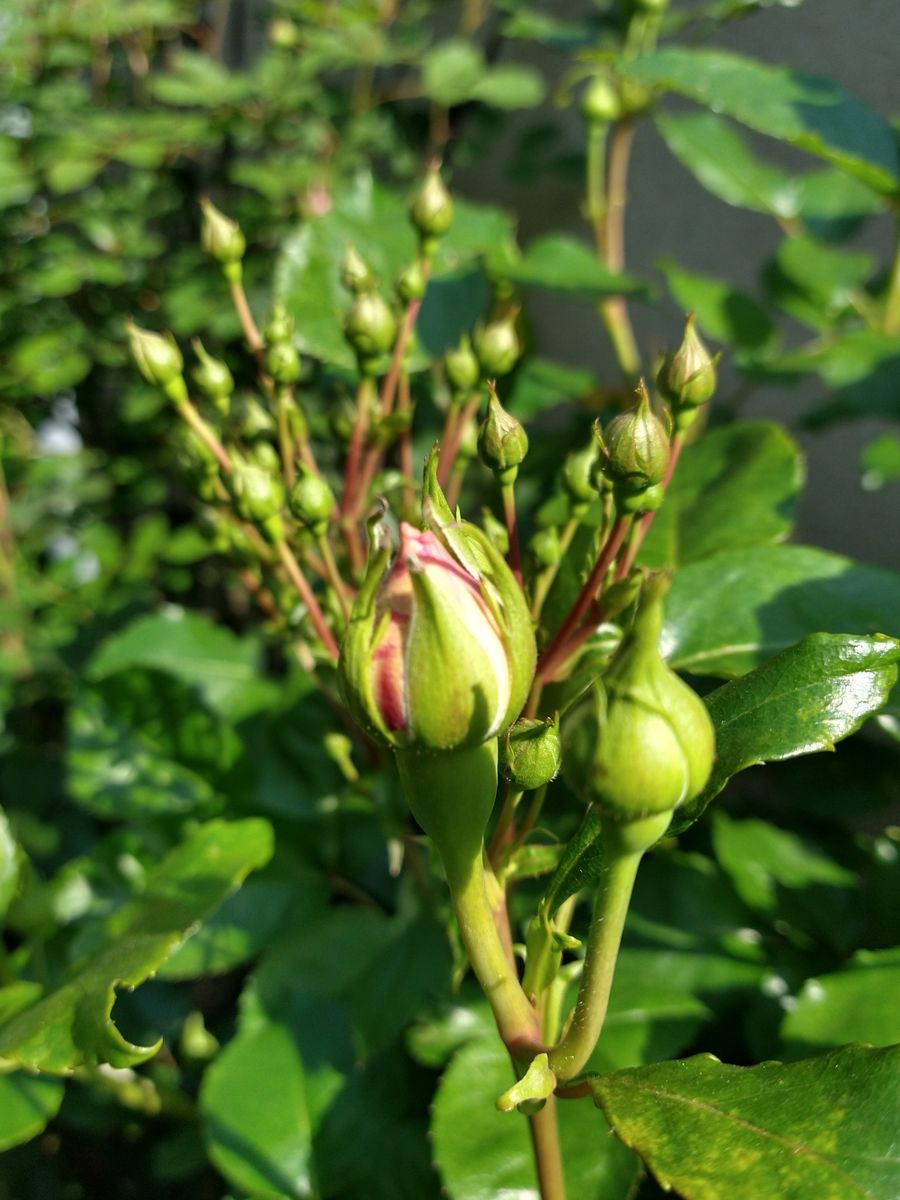 開花までカウントダウン ２