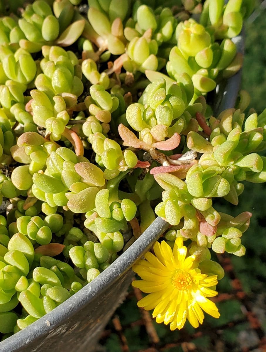 ヌビゲナムの花