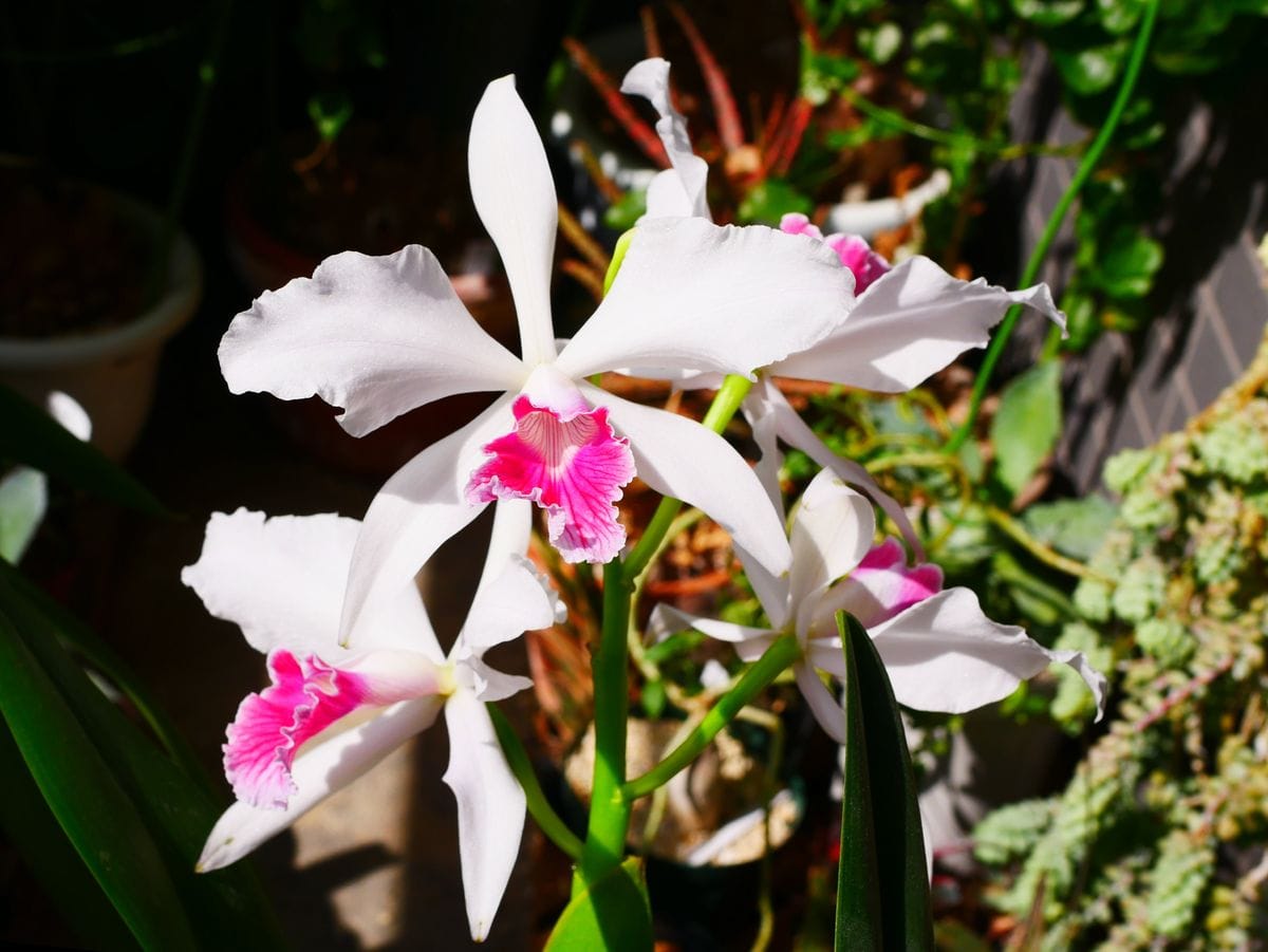 C.purpurata fma.carnea[&#039;Gomes&#039;...