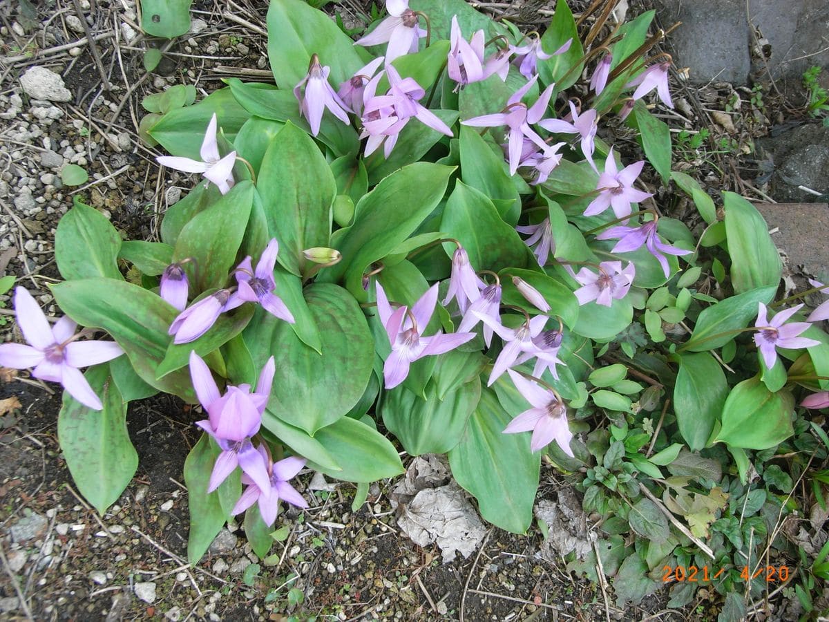 春の花でにぎやかに