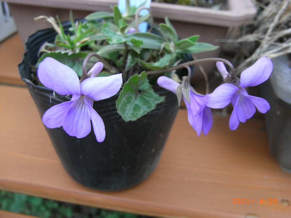 春の花でにぎやかに