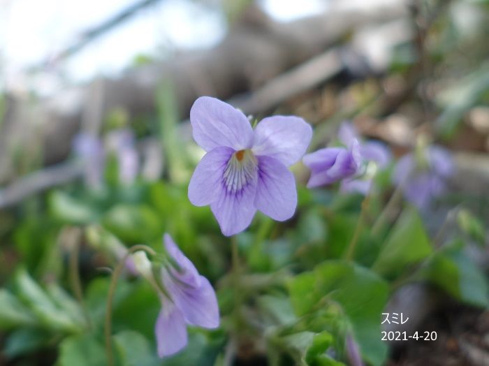 里山の花たち  その2