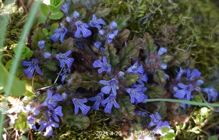 里山の花たち  その2