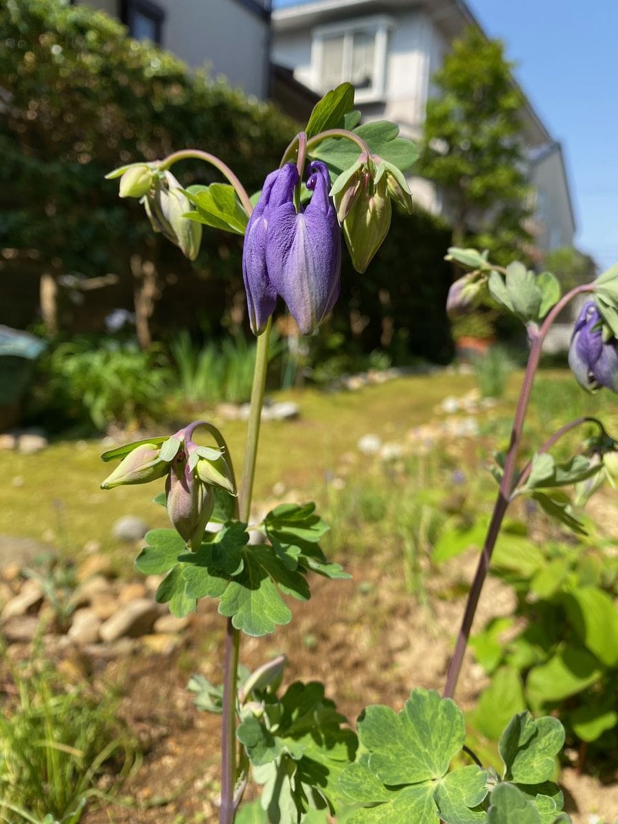 庭の花