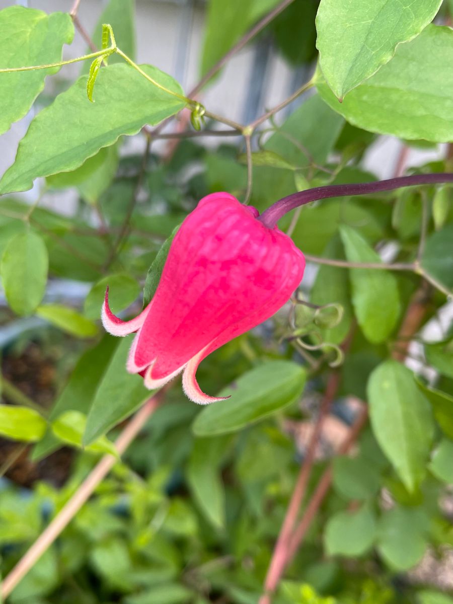 今朝のクレマチス🌸