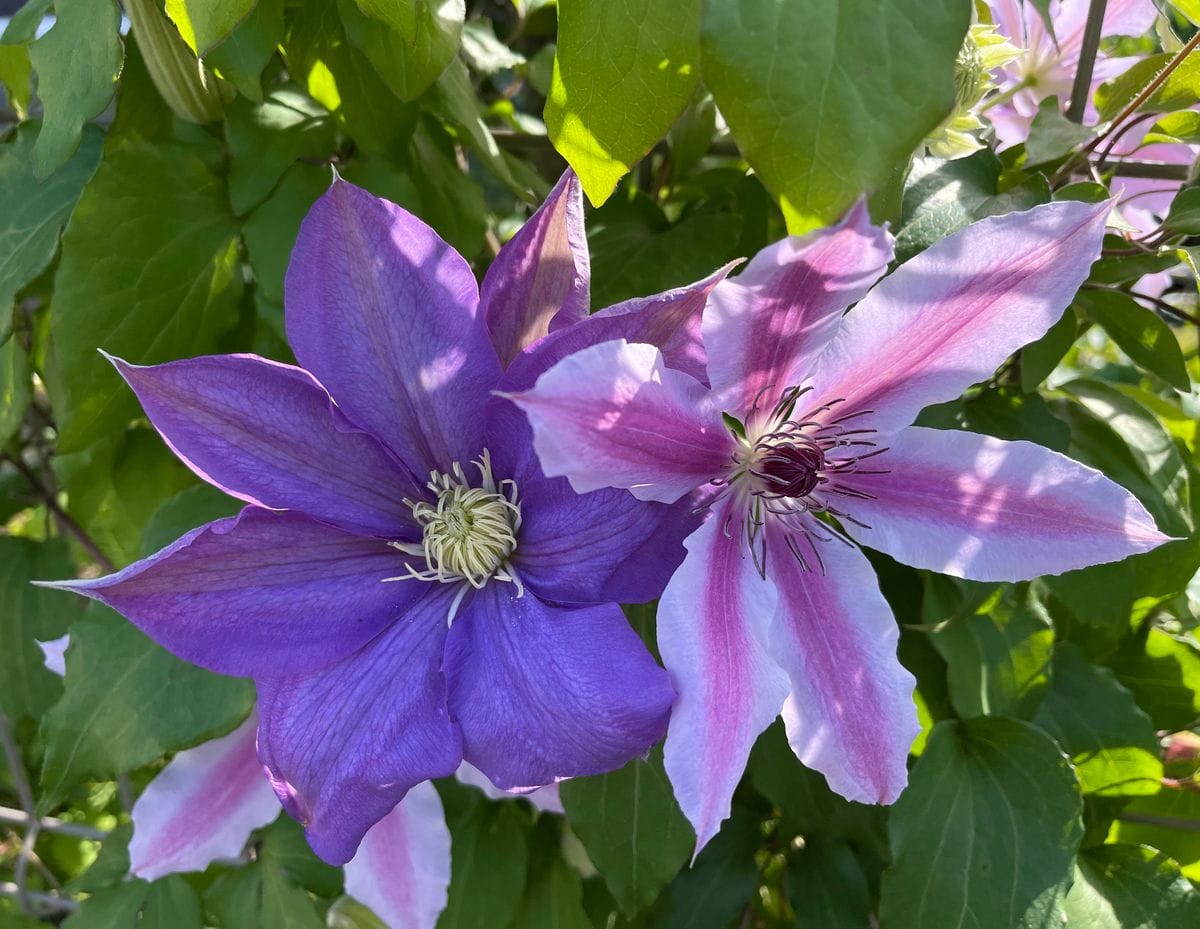 今朝のクレマチス🌸