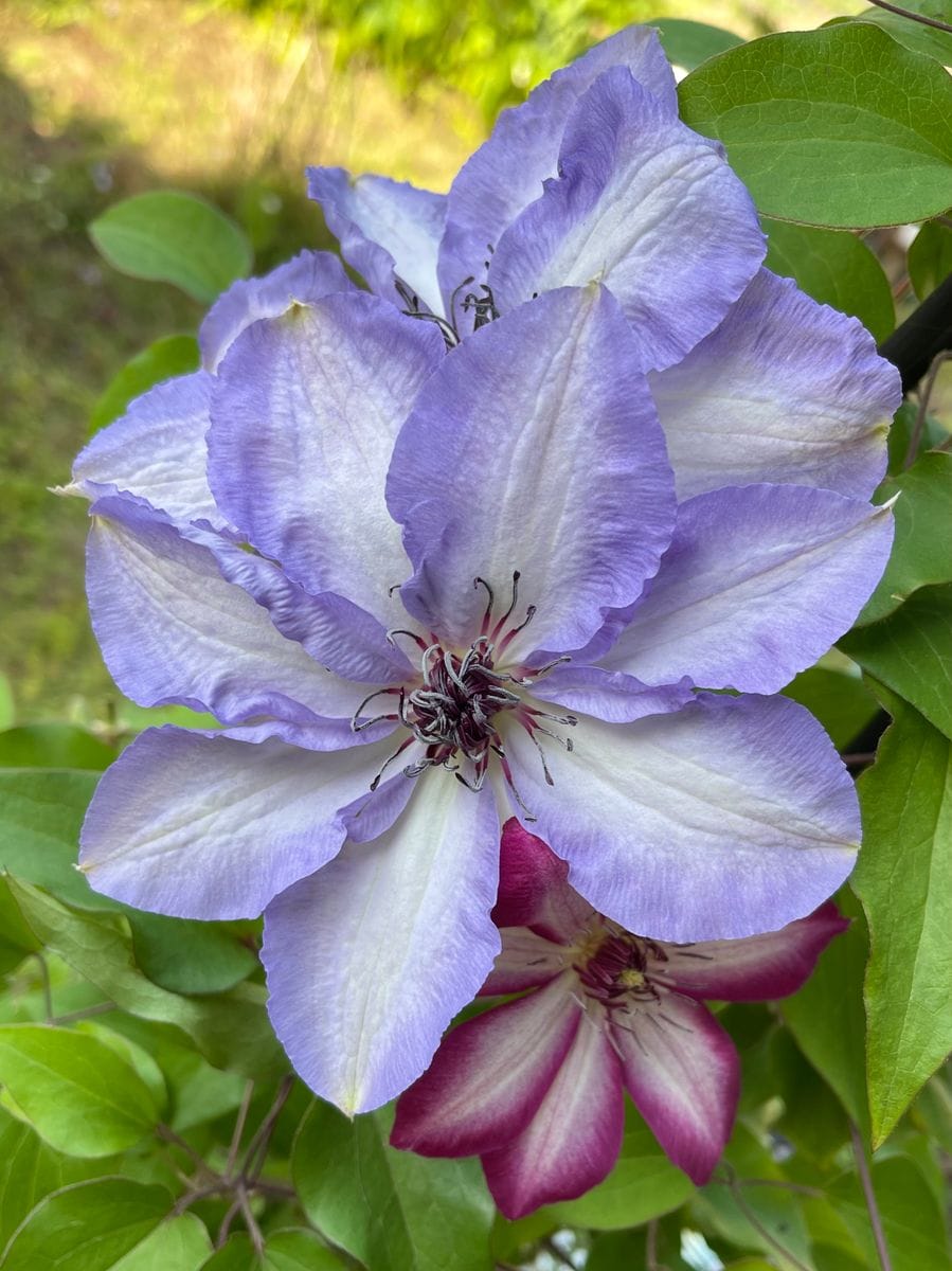 今朝のクレマチス🌸