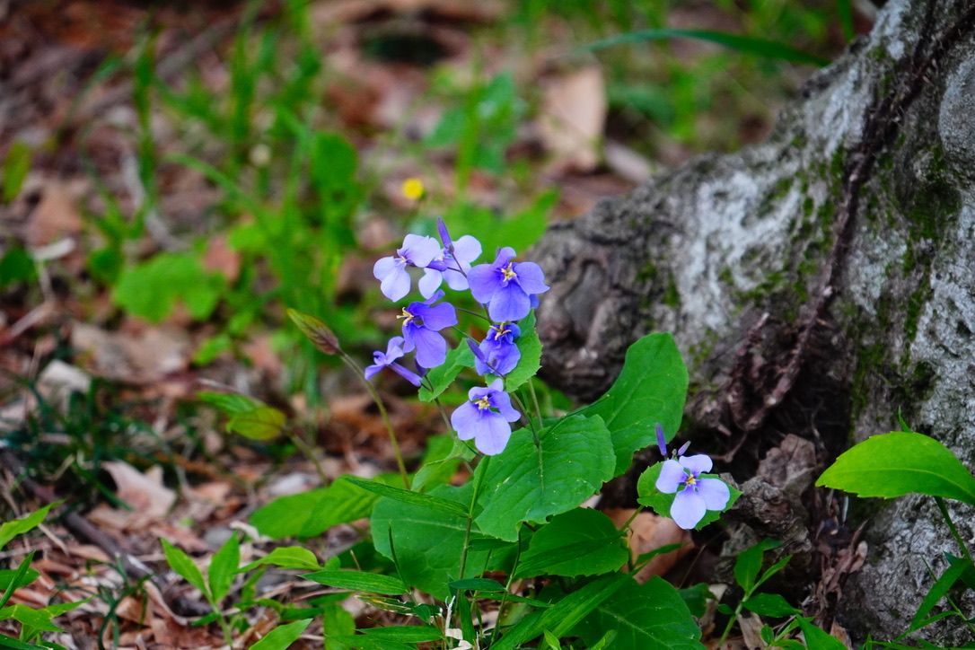 気になる路傍の花