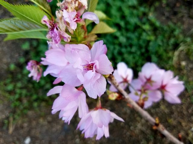 桜・旭山