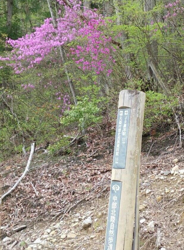 秘密の花園💮ミツバツツジ４／１６