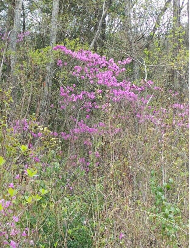 秘密の花園💮ミツバツツジ４／１６