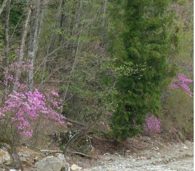 秘密の花園💮ミツバツツジ４／１６