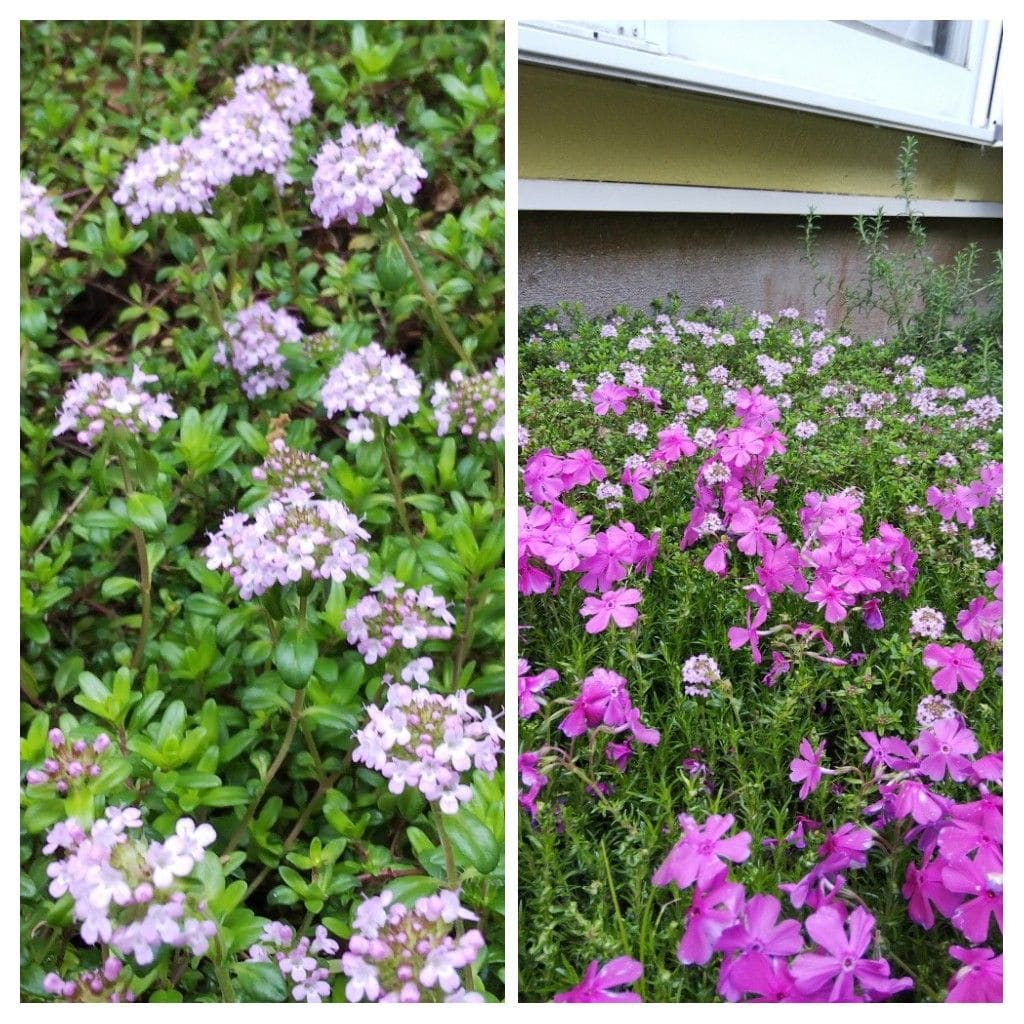 4月21日  ソメイヨシノ花外蜜腺