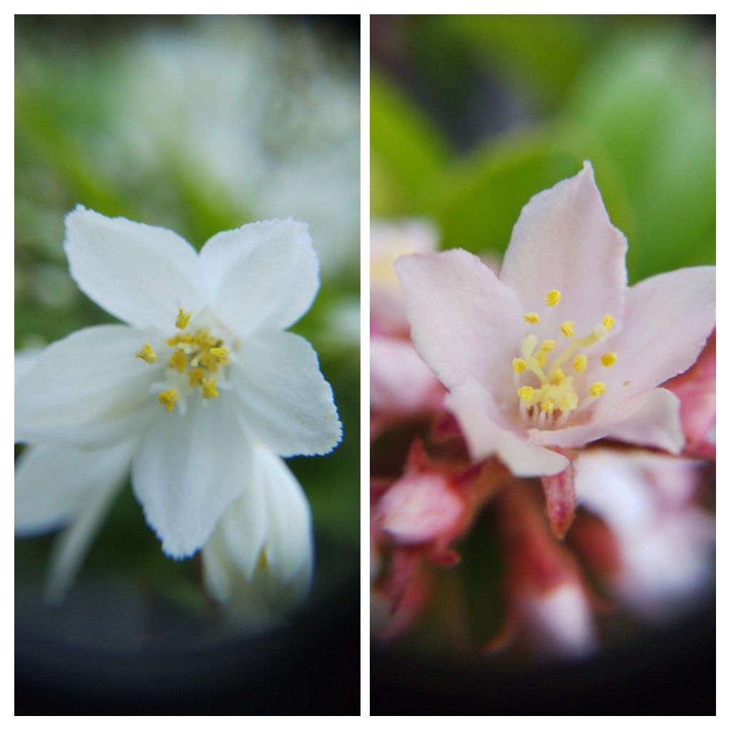 4月21日  ソメイヨシノ花外蜜腺