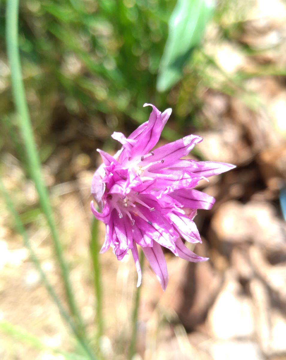 チャイブの花