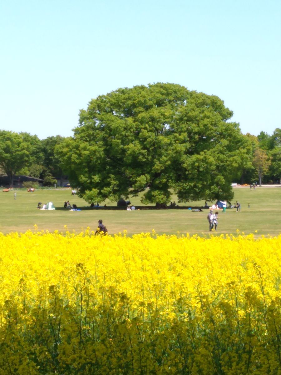 チャイブの花