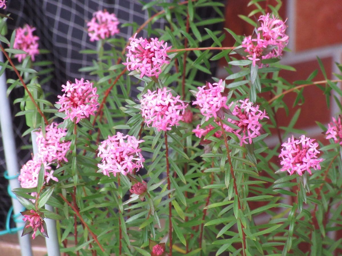 由愛(ゆめ)の花日記♪