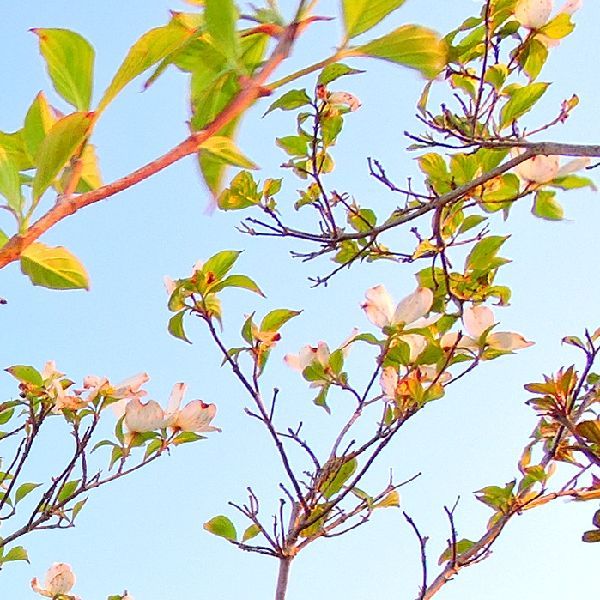 散歩道の花～ハナミズキ