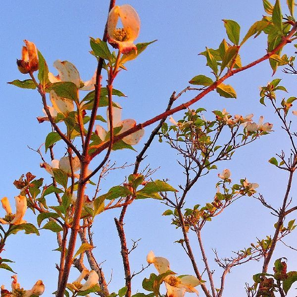 散歩道の花～ハナミズキ