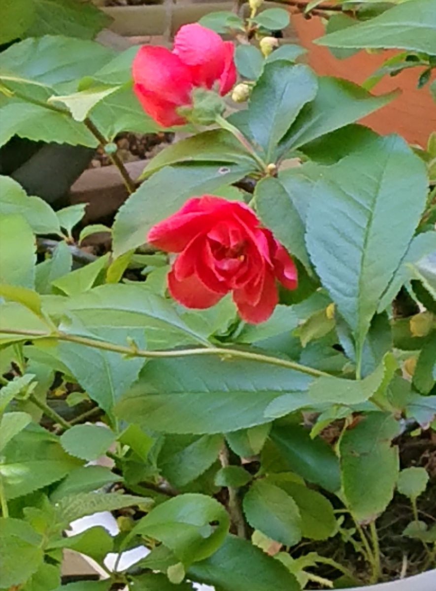 今日も良いお天気🍀