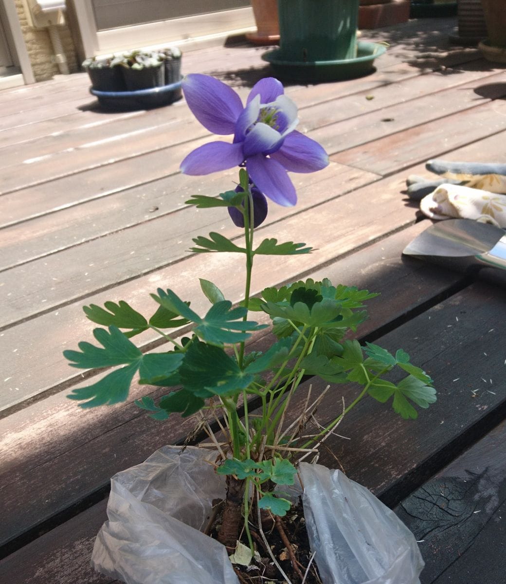 花と気持ち