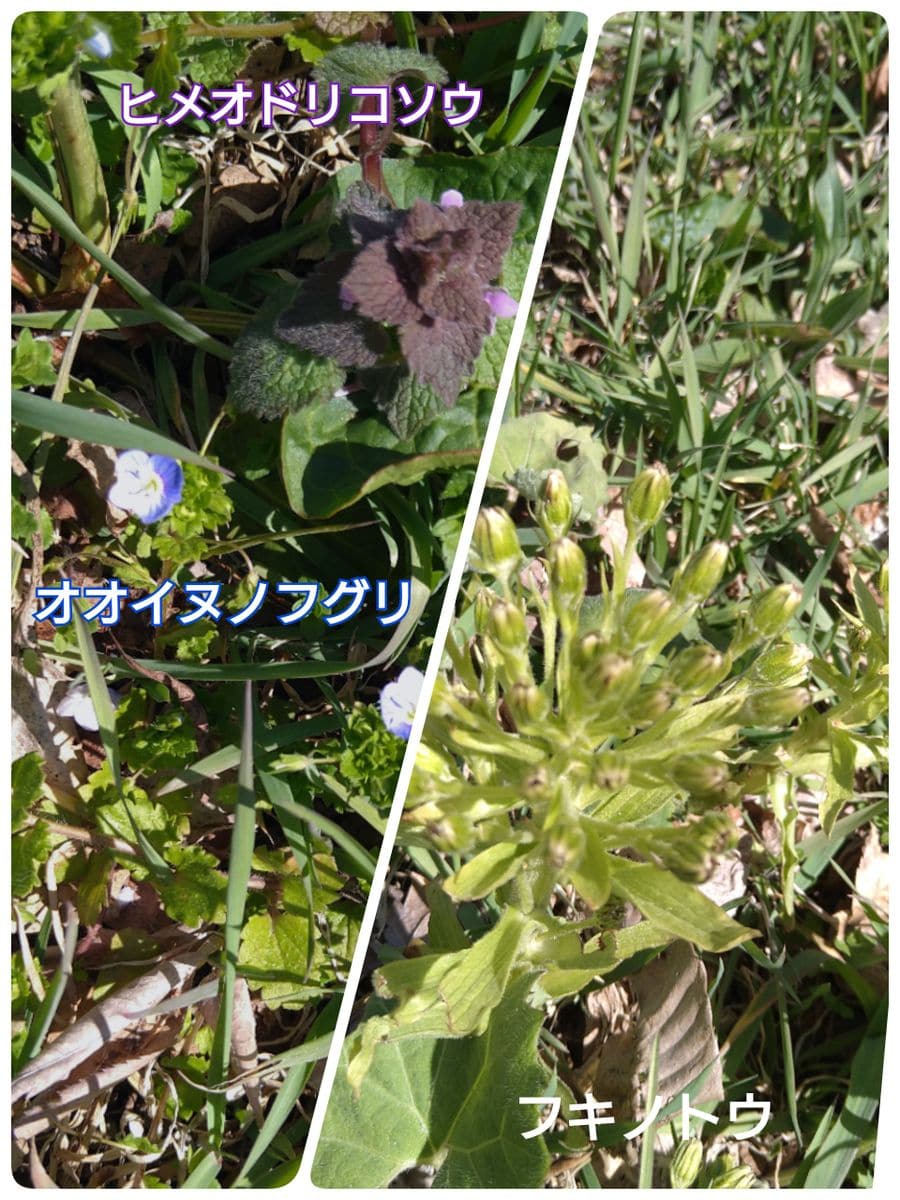 出かけた先で見かけた植物