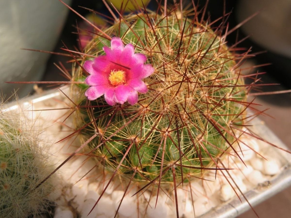 🌵サボテンの花🌵その１