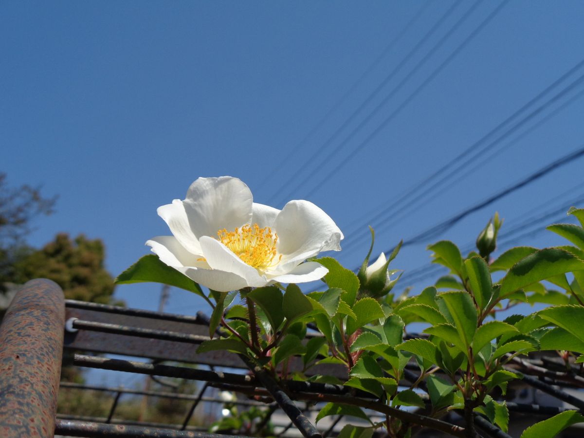 いろいろなお花たち