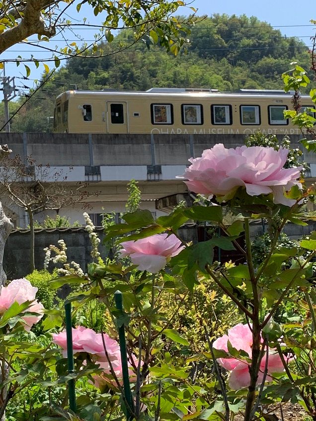 庭の花とアート列車