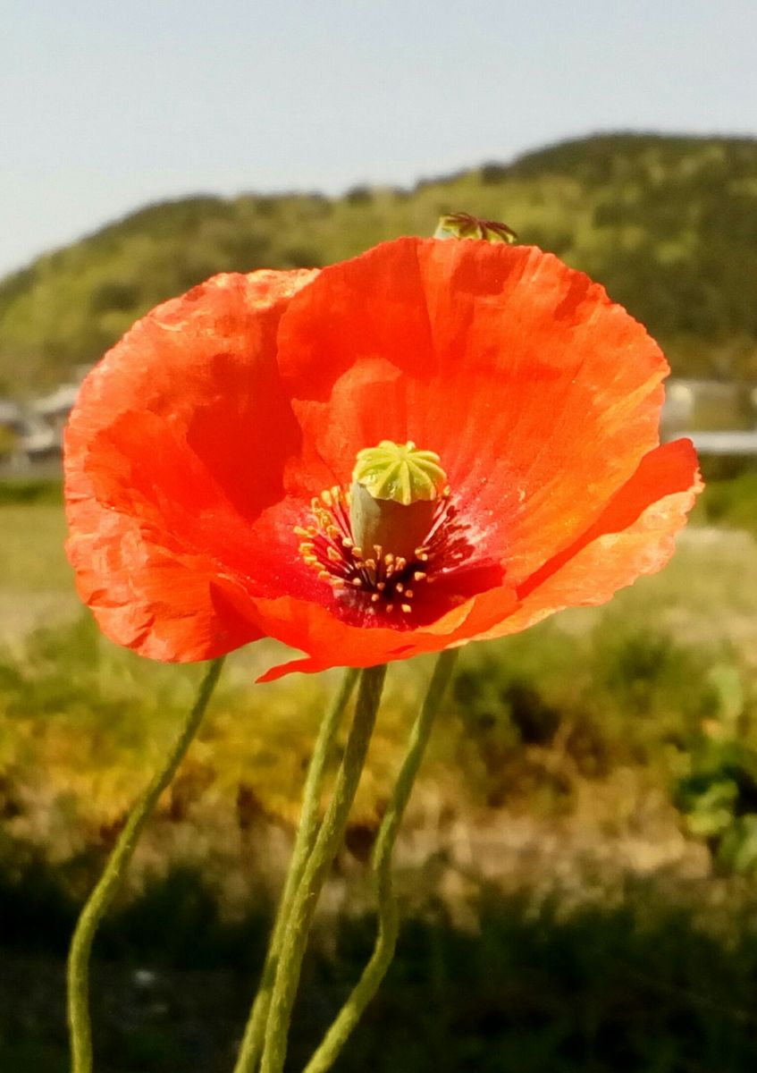 見た目は可愛らしい花ですが．．．