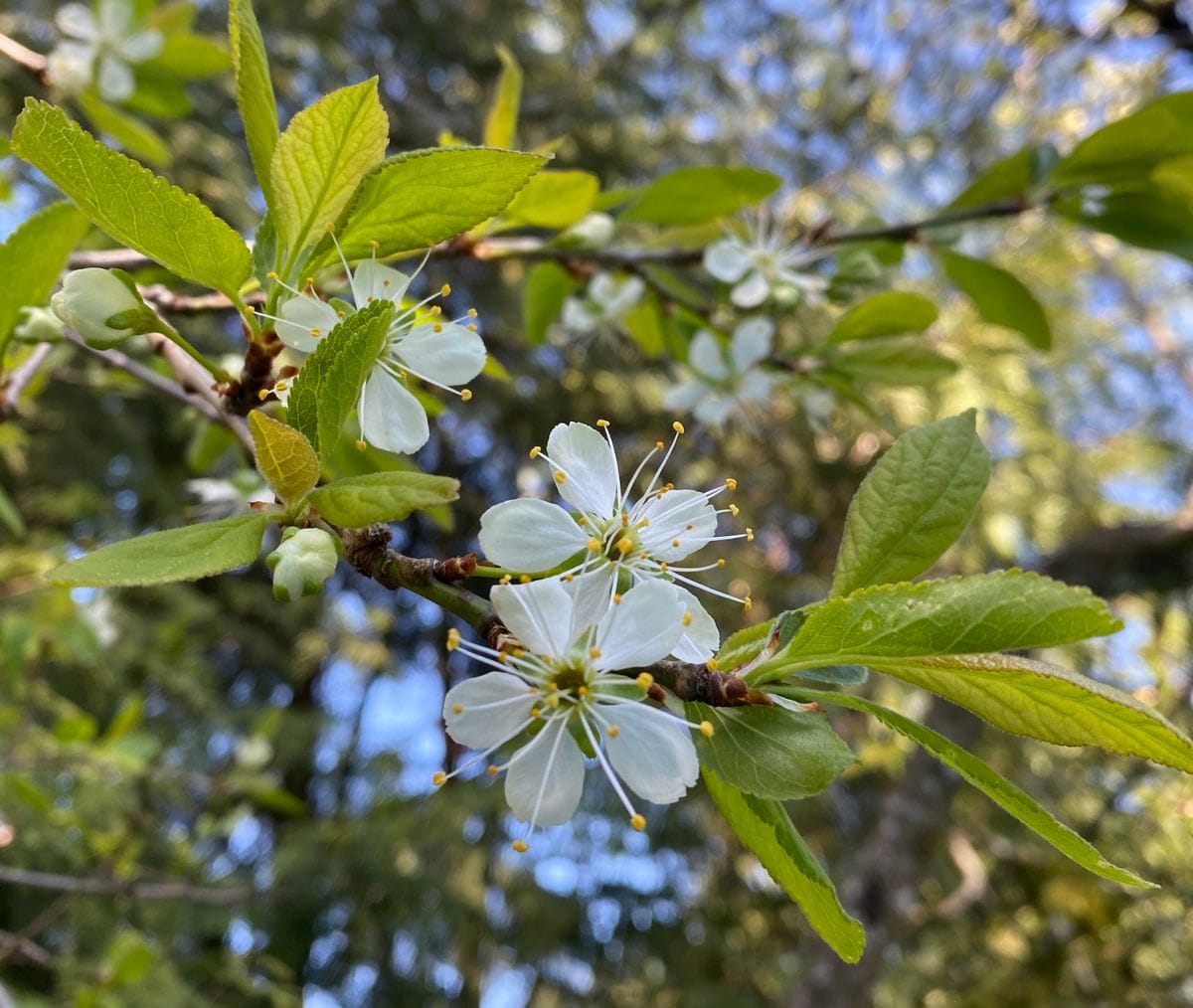 プルーンの花、苺の花