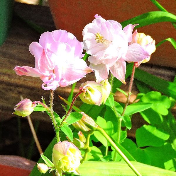 オダマキ開花