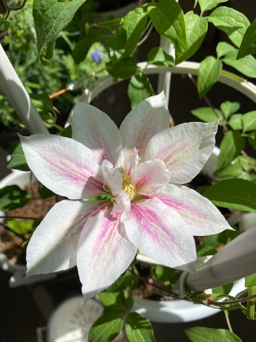 クレマチス　アンドロメダ開花しました