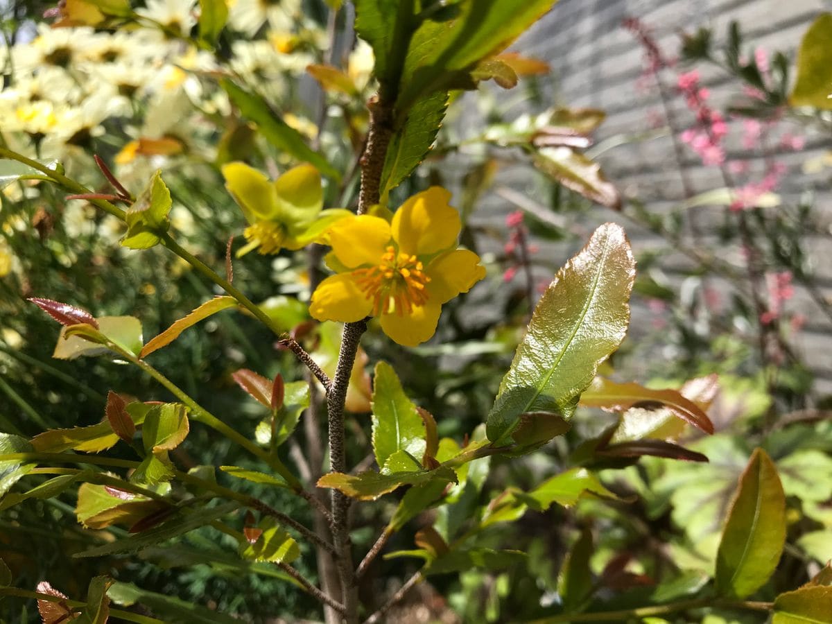 ミッキーマウスの木の花は黄色