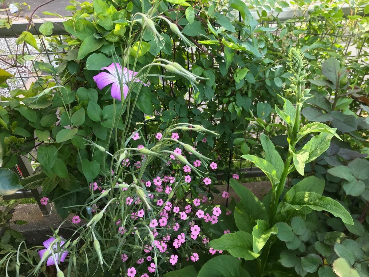 ミッキーマウスの木の花は黄色