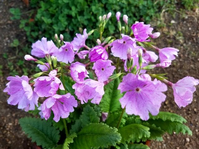 今朝の日本桜草①