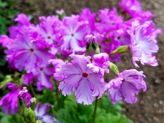 今朝の日本桜草②