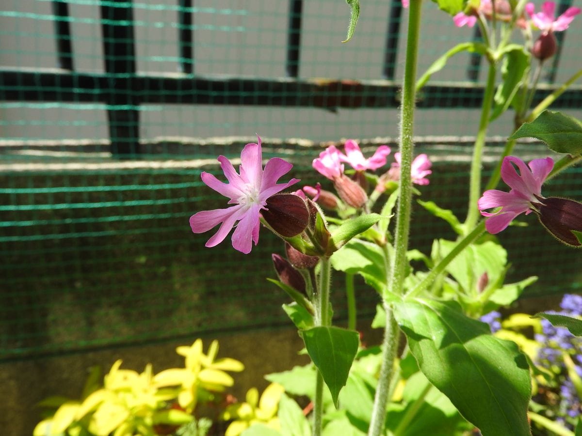 またまた～ピンク色のお花ばっかりです(笑)