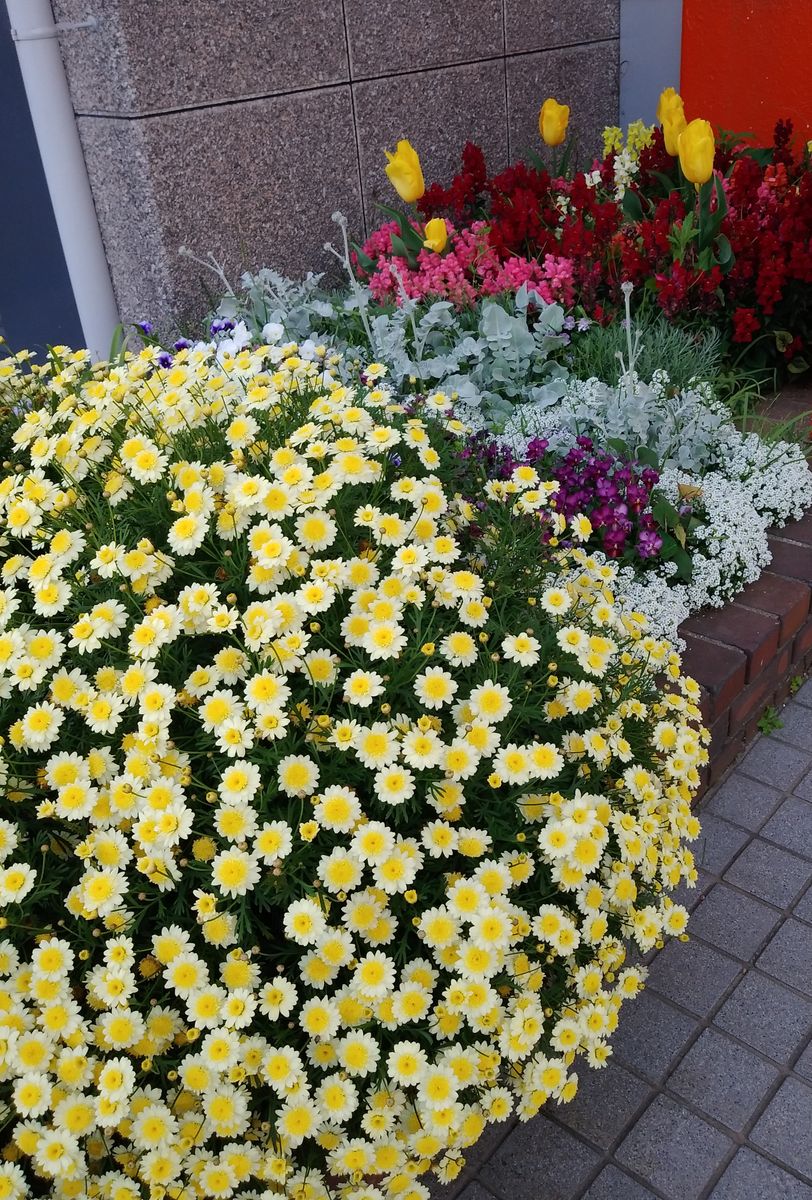 学校の花壇。まだ美しく見えます。