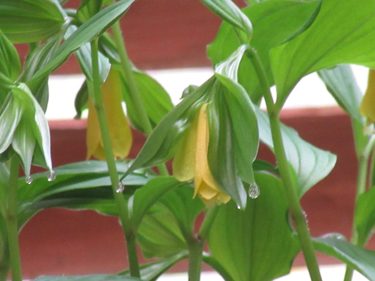 由愛(ゆめ)の花日記♪