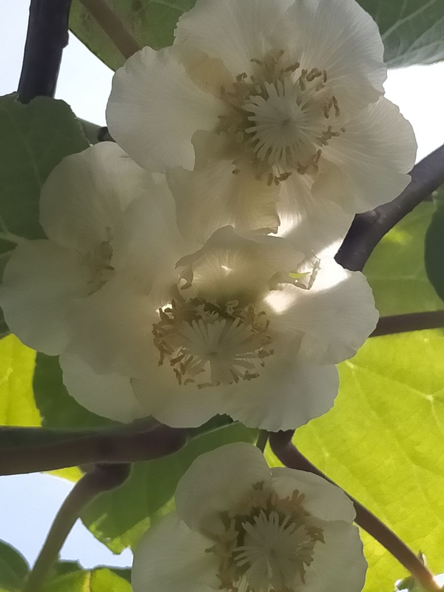 果樹の花