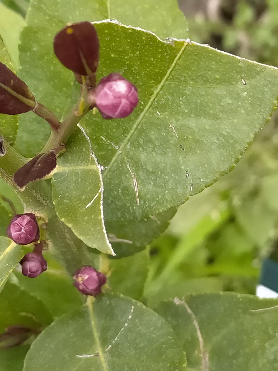 果樹の花