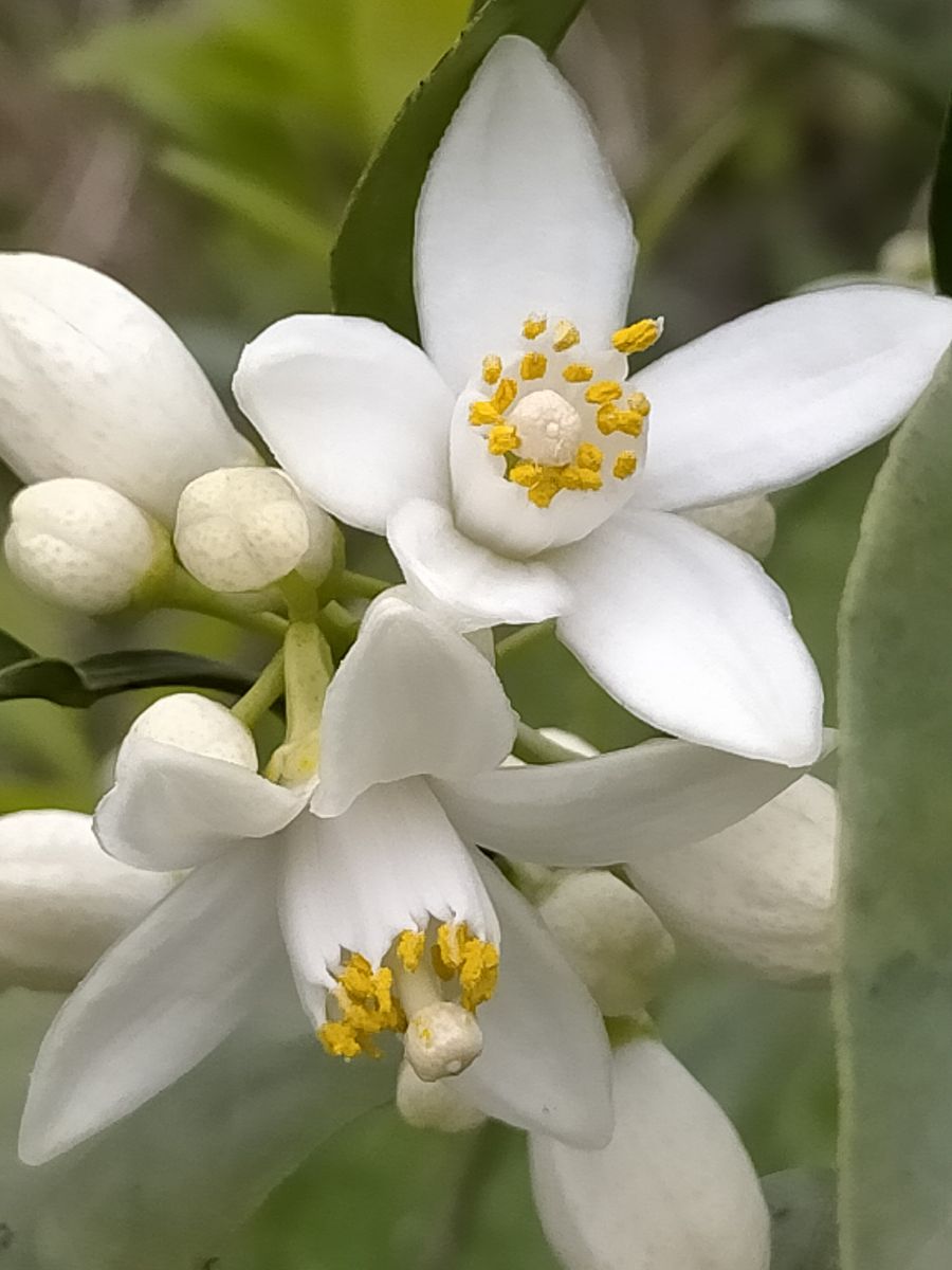 果樹の花