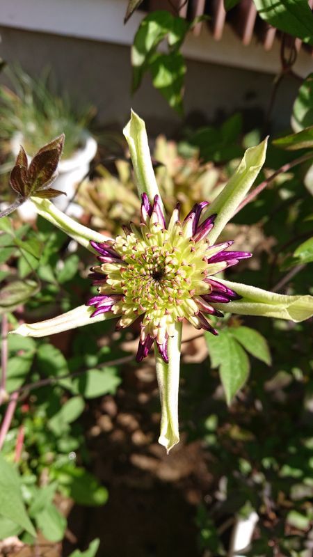 開花その７ ゆっくり編